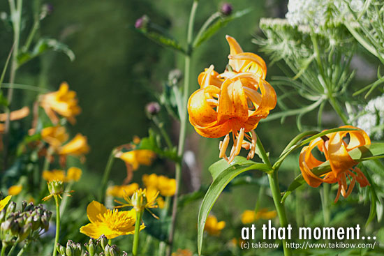 クルマユリ-ニセイカウシュッペ山