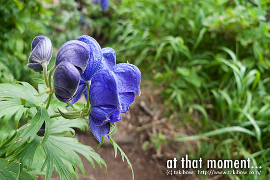 ダイセツトリカブト-白雲岳避難小屋