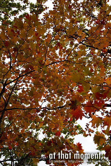 紅葉 in 岐登牛山