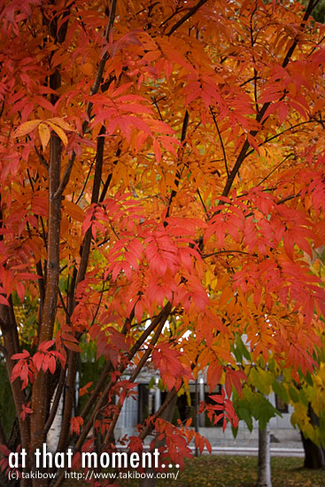 紅葉 ナナカマド