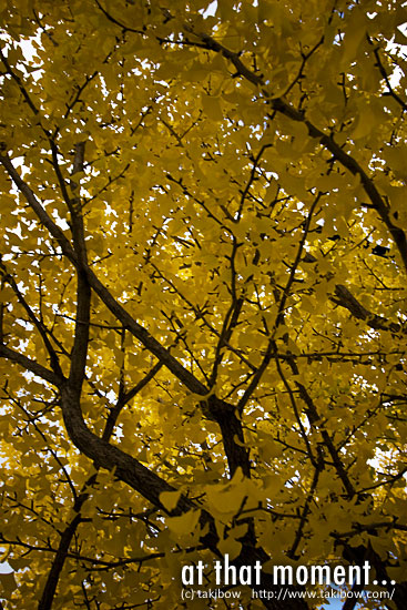 黄葉 イチョウ