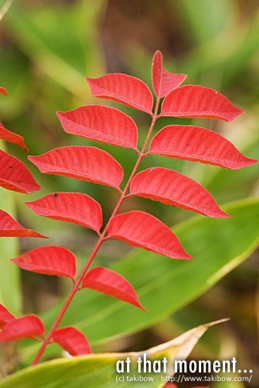 紅葉 枝まで真っ赤