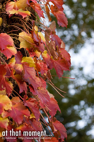 紅葉 幹から葉