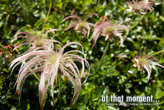 チングルマ-綿毛