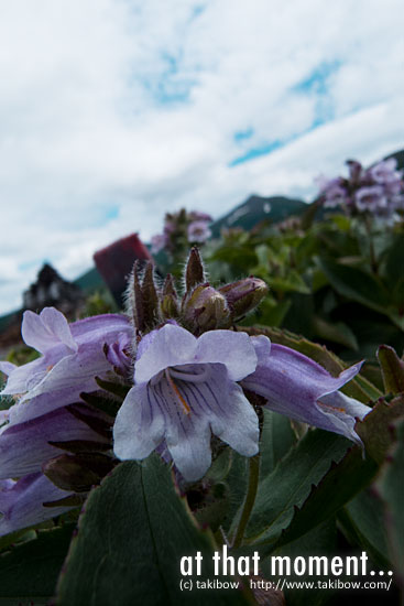 イワブクロ-望岳台