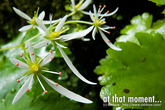 ダイモンジソウ-斜里岳